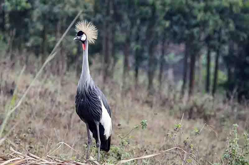 Grullas Coronada - lago Bunyonyi - Uganda 4.jpg
